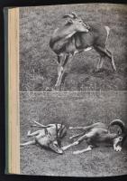 Ilosvay, Ferenc: Zwölf Pfade. Das jahr eines Weidmannes. Bp., 1957,Corvina. Kiadói egészvászon-kötés...