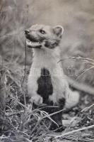 Holeček, Jaroslav: Csendes vadászat. Cserkészés fényképezőgéppel. Bp., 1973, Gondolat. Vászonkötésbe...