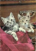 27 db MODERN macska motívumlap / 27 MODERN cat motive cards