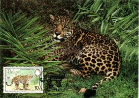 WWF Jaguar CM WWF Jaguár CM WWF Jaguar CM