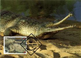 Crocodile of Ganges CM Gangeszi krokodil CM Gangesgavial CM