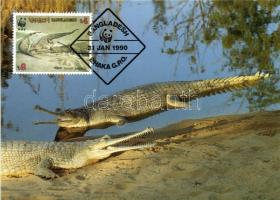 Crocodile of Ganges CM Gangeszi krokodil CM Gangesgavial CM