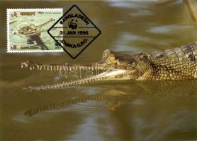 Crocodile of Ganges CM Gangeszi krokodil CM Gangesgavial CM