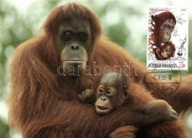 WWF Orangutan set 4 CM, WWF Orángután sor 4 CM, WWF Orang-Utan Satz 4 CM