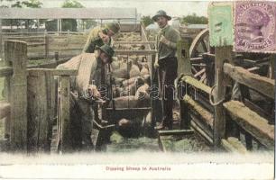 Dipping Sheep in Australia, farm, TCV card (EK)