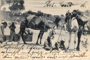 Chameaux a Boulaq, Le Caire / Camels of Bulaq, Egypt (Rb)