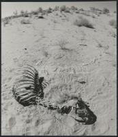 cca 1978 Vintage fotók, 3 db fénykép, egy jelzett, 23x17 cm és 13,5x24 cm között