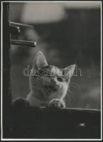 cca 1955 Dezső Pál (?-?) kecskeméti fotóművész 2 db vintage alkotása, az egyik jelzett, 24x18 cm és 23x17 cm