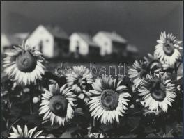 cca 1970 Gebhardt György (1910-1993) hagyatékából 3 db vintage fotóművészeti alkotás, kettő jelzett, 18x24 cm