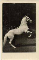 5 db régi ló motívumlap, lovaglás, lovas hintó, 2 régi fotóval / 5 pre-1945 horse motive cards, char...