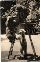 13 db VEGYES állatos motívumlap / 13 mixed animal motive postcards