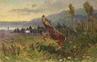 13 db VEGYES állatos motívumlap / 13 mixed animal motive postcards