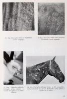 Dr. Mócsy János: Állatorvosi klinikai diagnosztika. Bp., 1960, Mezőgazdasági Kiadó. Kiadói egészvász...