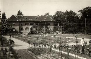 Budapest XIII. Margitsziget, Kertész lak és Rózsaliget, photo