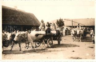 Szatmárudvari, Odoreu; Székely lakodalom, ökrös szekér / folklore, wedding ceremony. Kovács photo