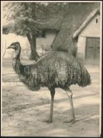 4 db különféle témájú, vintage fotó, 3 feliratozva, 20x17,5 cm és 23x18 cm között