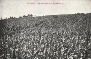 Nesznély Palugyay szöllészet