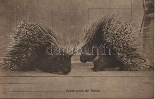 Maroccan hedgehogs