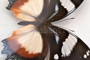 Madagaszkári Dexithea Hew. lepke üveg korong alatt, d:15 cm