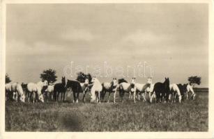 Bábolna, Állami ménes - 2 db régi képeslap / 2 pre-1945 postcards