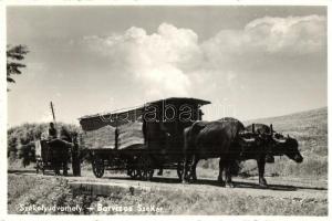 Székelyudvarhely, Odorheiu Secuiesc; Borvíz szállítása Szejkéről, ökrös szekér, folklór / mineral water transporting from Seiche, ox cart