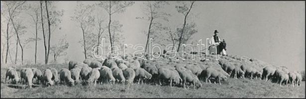 cca 1960 Dezső Pál (?-?) kecskeméti fotóművész 3 db vintage alkotása, kettő feliratozva, 8x23 cm és 24x18 cm között