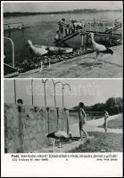 1972 Fadd, kánikula rekord, gólyák, sajtófotó, 23x18 cm