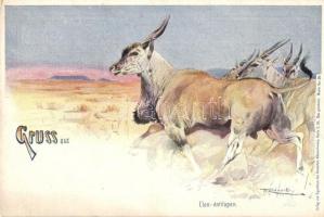 Gruss aus des Deutschen Kolonialhaueses Muster Series / German colonial animal art postcards series - 5 pre-1945 postcards