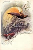 Gruss aus des Deutschen Kolonialhaueses Muster Series / German colonial animal art postcards series ...