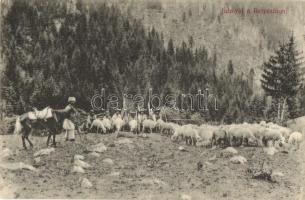 Retyezát, Retezat; Juhnyáj legeltetése a havasokon. Adler fényirda kiadása / shepherd grazing sheep on the mountains (EK)