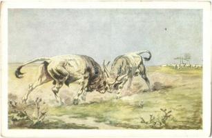 Hortobágy - 3 db régi képeslap / 3 pre-1945 postcards