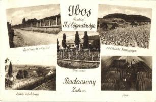 Badacsony, Ibos Szőlőgazdaság reklámja (EK)