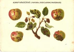 3 db magyar mezőgazdasági propagandalap; monilia, vértetű, almavarasodás. Klösz / 3 Hungarian agricu...