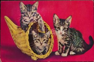 1960 Macskák. Mechanikus képeslap, benyomva sípoló hangot ad ki / Cats, whistling mechanical postcard. Beeps when pressing