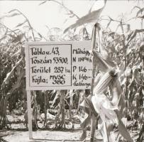 cca 1965 Sinka Antal (?-?) hagyatékából 21 db vintage negatív sokféle témáról, szerzője a velencei A...