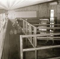 cca 1965 Sinka Antal (?-?) hagyatékából 21 db vintage negatív sokféle témáról, szerzője a velencei A...