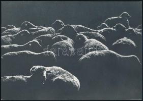 cca 1973 Gebhardt György (1910-1993) budapesti fotóművész hagyatékából 3 db jelzés nélküli vintage a...