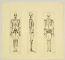 Barcsay jelzéssel: Anatómia, 3 db vázlatrajz, ceruza, papír, 47×50 cm