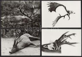 cca 1920-1940 Vadászatok, trófeák, 17 db fotó, 6x6 és 10x15 cm