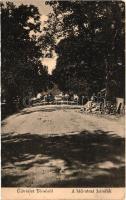 Técső, Tiacevo, Tiachiv; A Híd utcai hársfák / street view with lime trees (EM)