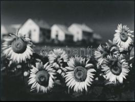 cca 1973 Gebhardt György (1910-1993) hagyatékából 3 db jelzés nélküli vintage fotó, 18x24 cm és 9x24...