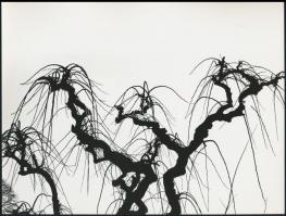 cca 1971 Gebhardt György (1910-1993) hagyatékából 3 db jelzés nélküli vintage fotó, 18x24 cm