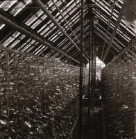 cca 1965 Kecskeméti felvételek, Medgyesi László (?-?) kecskeméti fotóművész hagyatékából 37 db vinta...