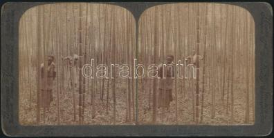 cca 1899 Kína, bambuszerdő ültetvény, sztereó papírpozitív képpár, 9x18 cm