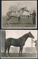cca 1930 2 db díjnyertes lovat ábrázoló fotó 9x12 cm