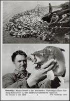 cca 1960-1970 4 db halászattal kapcsolatos MTI-fotó, feliratozva, különböző méretben