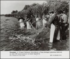 cca 1960-1970 4 db halászattal kapcsolatos MTI-fotó, feliratozva, különböző méretben