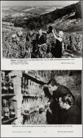 cca 1960-1970 8 db borászattal kapcsolatos MTI-fotó, feliratozva, különböző méretben
