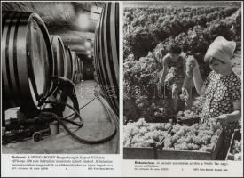 cca 1960-1970 8 db borászattal kapcsolatos MTI-fotó, feliratozva, különböző méretben