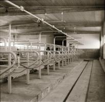 cca 1965 Sinka Antal (?-?) hagyatékából (aki a velencei AGROKOMPLEX fotósa volt az 1960-as, 1970-es ...